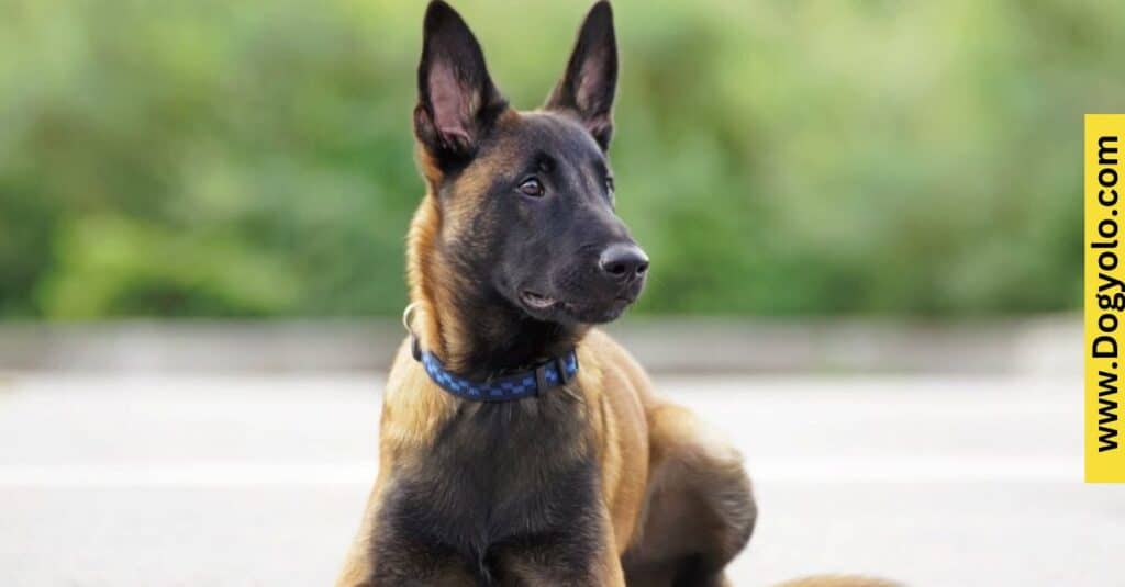 Great Dane Malinois Mix