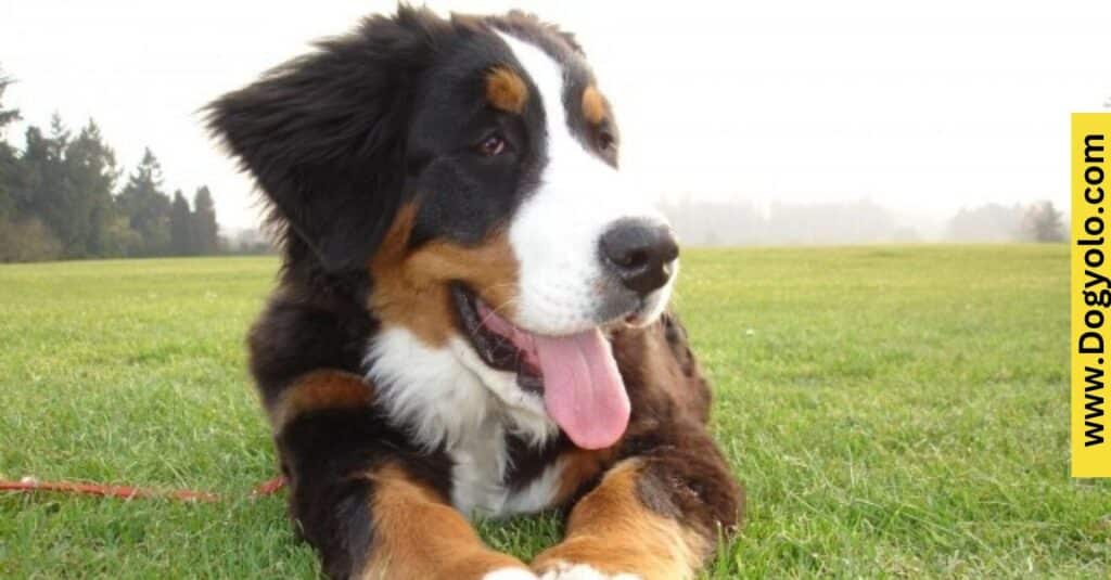 Bernese Mountain Dog Malinois Mix