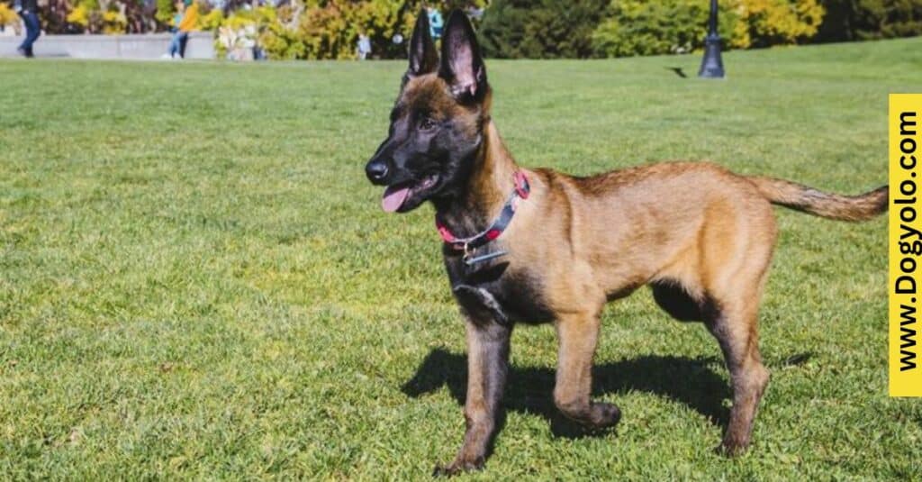 Poodle Malinois Mix