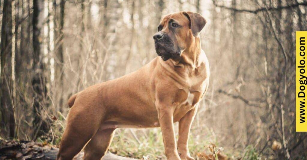 Boerboel Malinois Mix