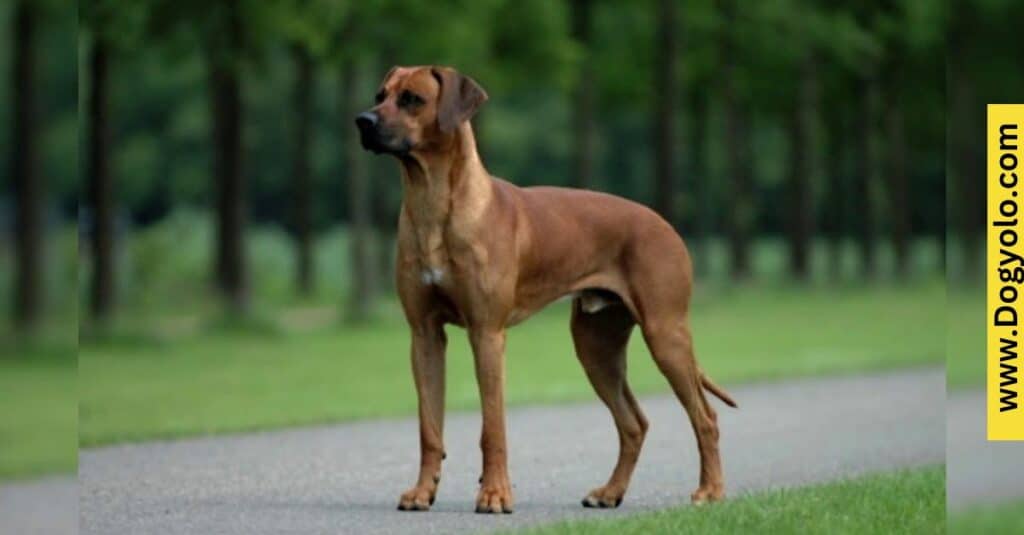 Rhodesian Ridgeback Malinois Mix