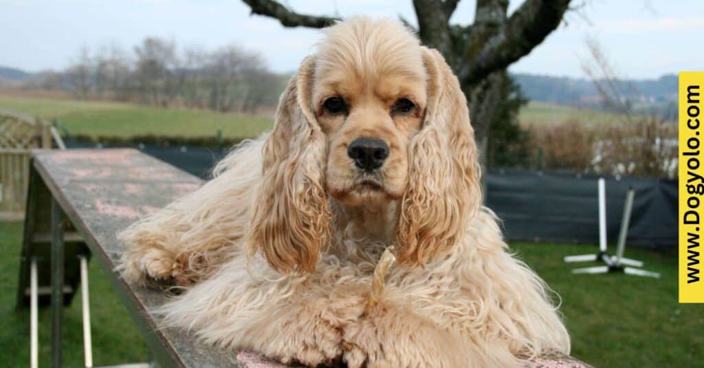 Cocker Spaniel With Celebrity Resemblance