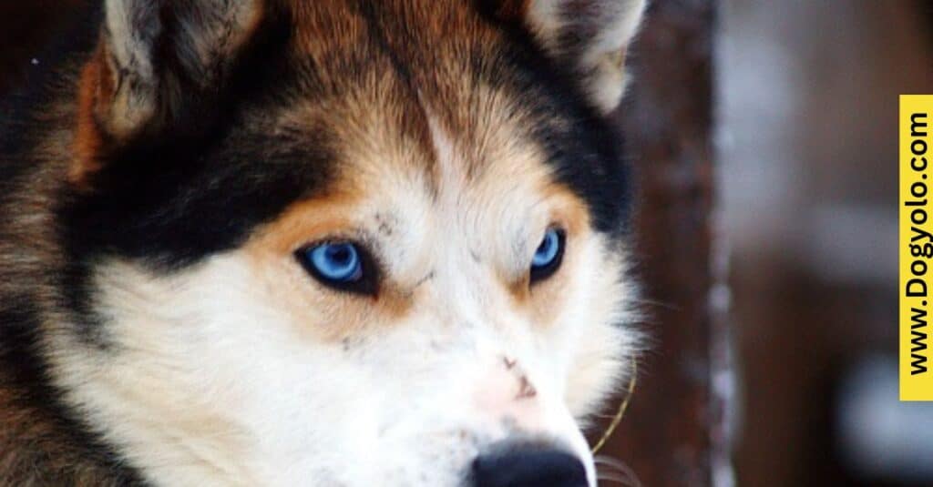 Blue-Eyed Stunners – Dogs With Striking Human-Like Eyes