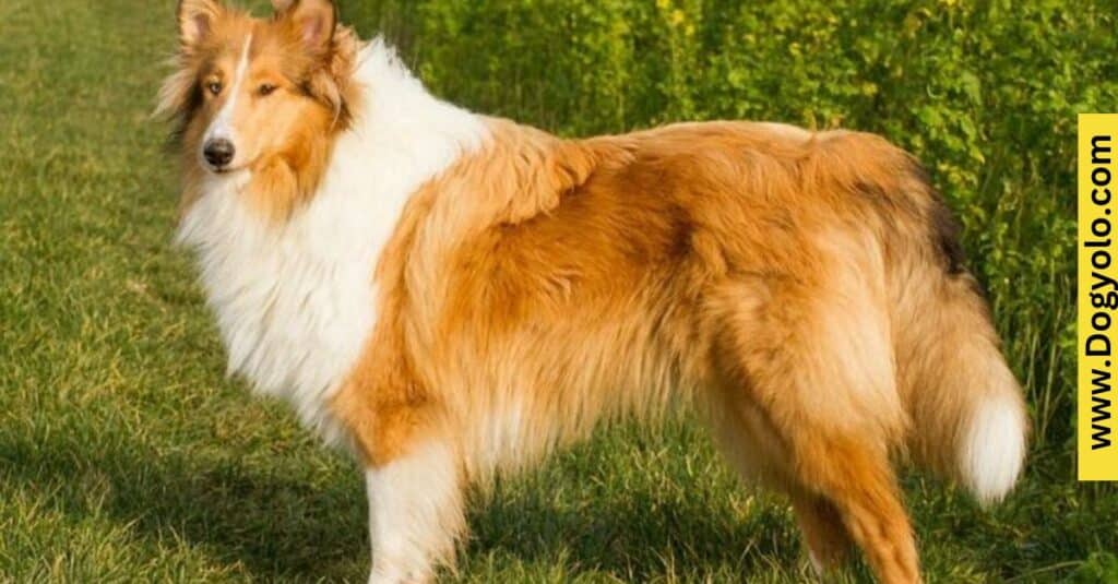 Flowing Locks and Noble Looks – Majestic Dog Breeds