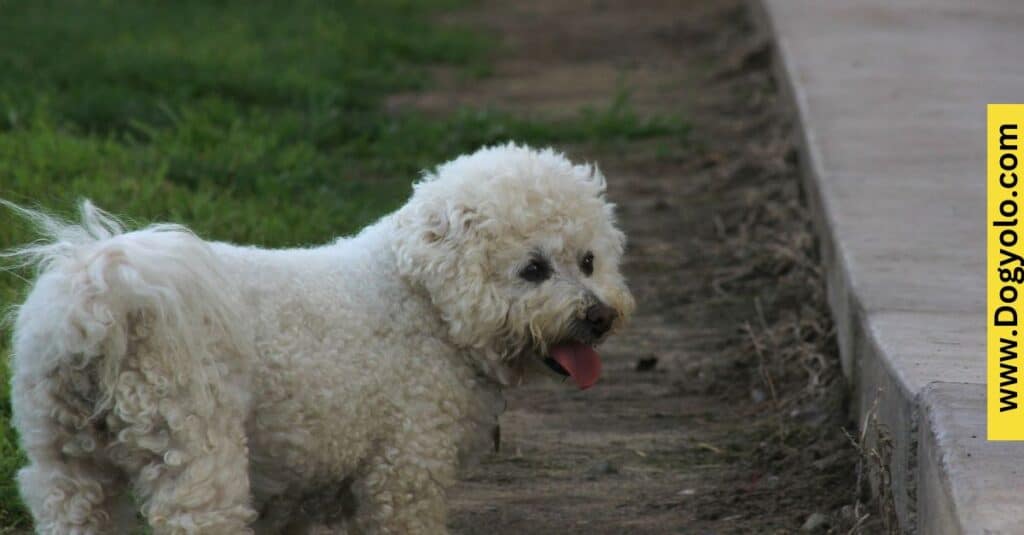 Poodles and Bichon Frises