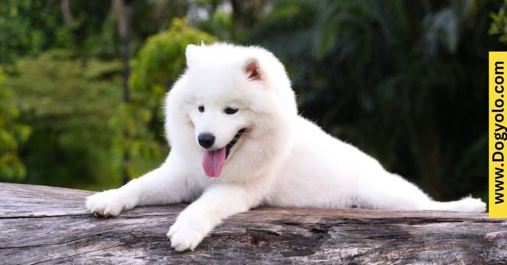 Samoyed