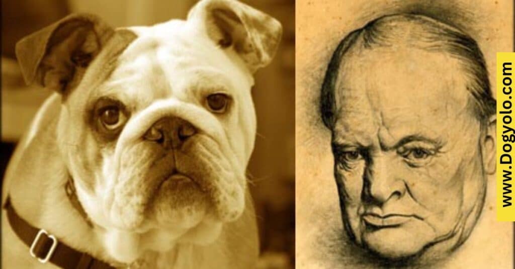 Bulldogs that look like Winston Churchill