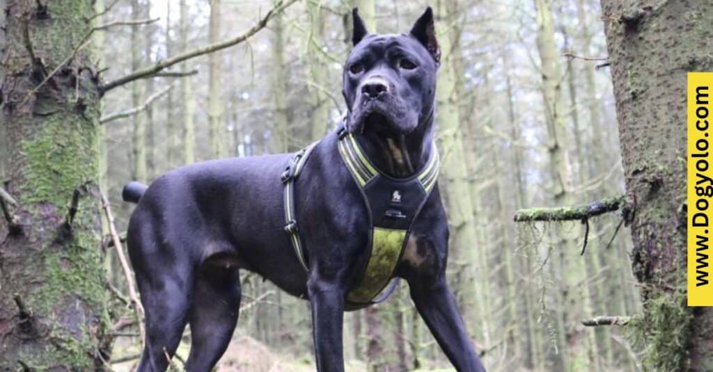 Cane Corso With a Doberman