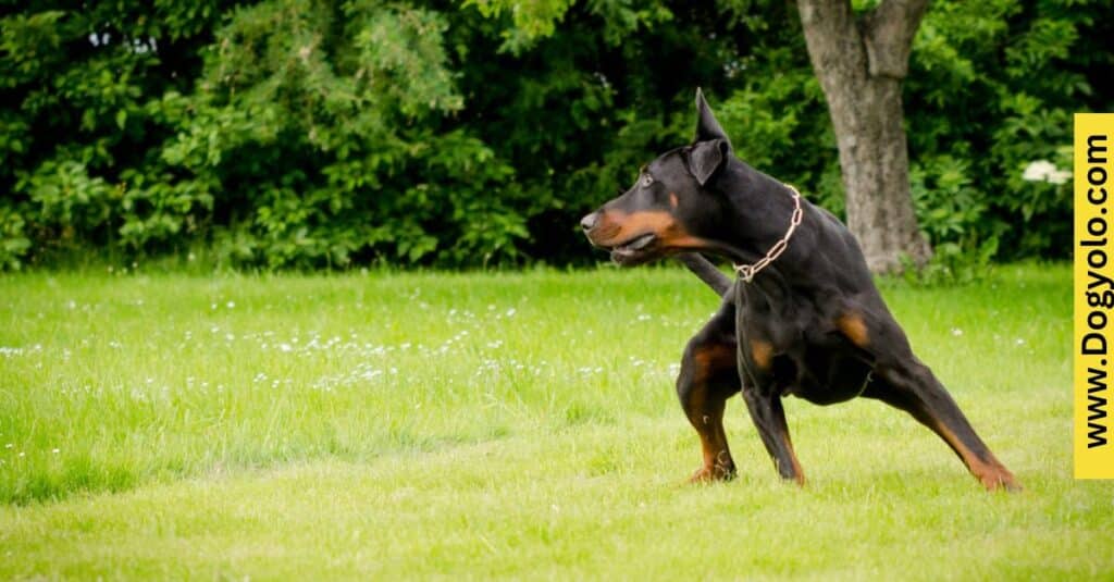 Cane Corso With a Doberman mix