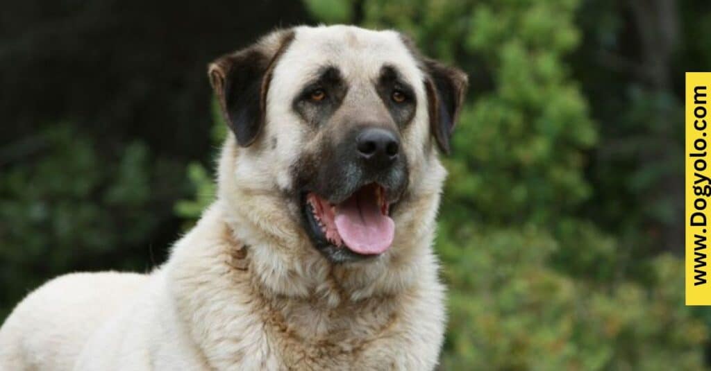 Anatolian Shepherd