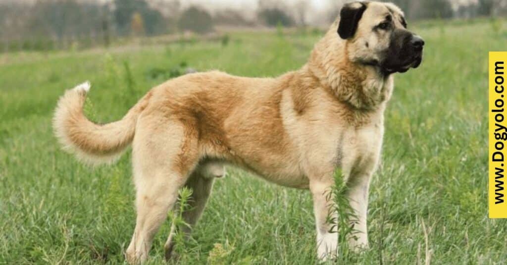 Kangal Shepherd