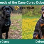 The Ultimate Guide to the Cane Corso Doberman Mix