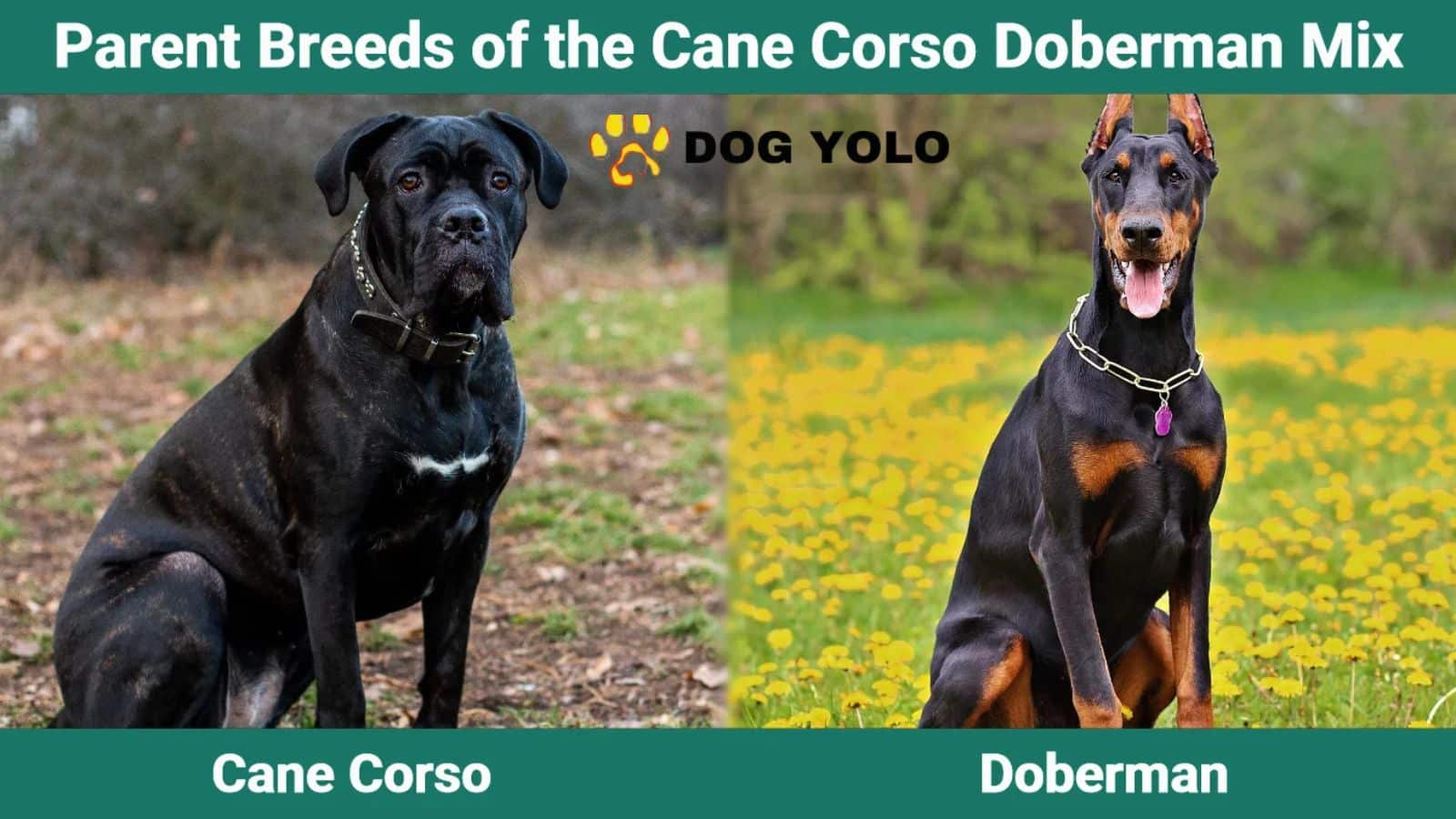 The Ultimate Guide to the Cane Corso Doberman Mix