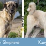 Anatolian Shepherd vs Kangal