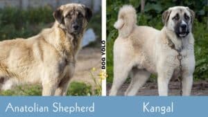 Anatolian Shepherd vs Kangal