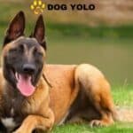 Belgian Malinois Mixes