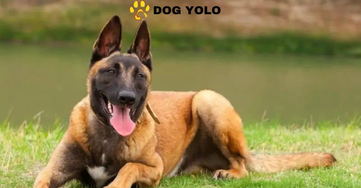 Belgian Malinois Mixes