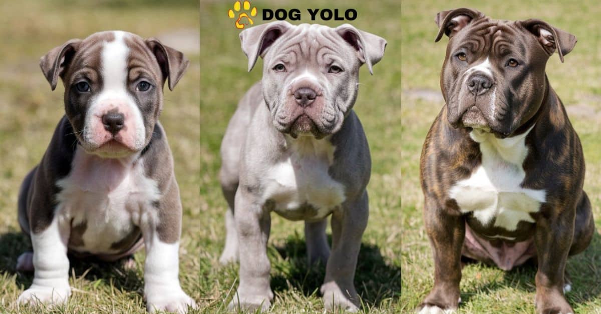 American Bully Growth Stages