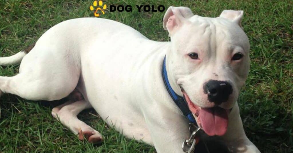 Dogo Argentino Pitbull Mix