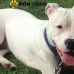 Dogo Argentino Pitbull Mix